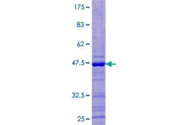 UBD Protein (AA 1-165) (GST tag)