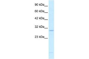 RALY antibody used at 0. (Raly 抗体  (N-Term))
