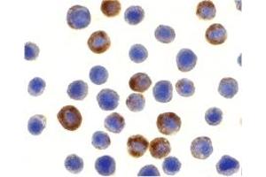 Immunohistochemistry (IHC) image for anti-Baculoviral IAP Repeat-Containing 8 (BIRC8) (N-Term) antibody (ABIN1031417) (ILP-2 抗体  (N-Term))