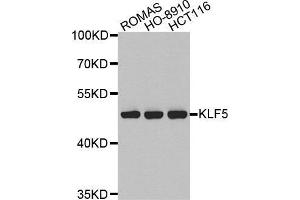 Western blot analysis of extracts of various cell lines, using KLF5 antibody. (KLF5 抗体  (AA 1-250))