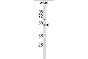 Western blot analysis in A549 cell line lysates (35ug/lane). (NYS48/HAUS8 抗体  (N-Term))
