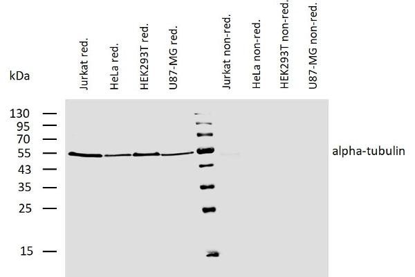 alpha Tubulin 抗体  (Biotin)