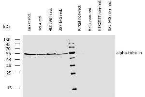 Western blotting analysis of human alpha-tubulin using mouse monoclonal antibody TU-01 on lysates of various cell lines under reducing and non-reducing conditions.