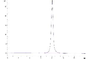 The purity of Mouse CD160 is greater than 95 % as determined by SEC-HPLC. (CD160 Protein (CD160) (AA 28-160) (Fc Tag))
