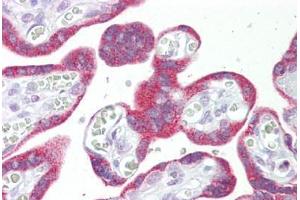 Anti-MSI2 antibody IHC staining of human placenta. (MSI2 抗体  (N-Term))