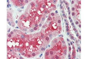 Anti-SLC44A2 antibody IHC of human kidney. (SLC44A2 抗体  (Internal Region))
