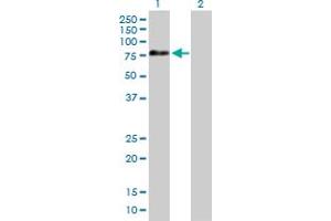 Western Blot analysis of APPL2 expression in transfected 293T cell line by APPL2 MaxPab polyclonal antibody. (APPL2 抗体  (AA 1-664))