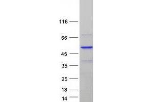 Validation with Western Blot (POLDIP3 Protein (Transcript Variant 1) (Myc-DYKDDDDK Tag))