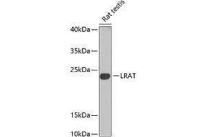 Western blot analysis of extracts of rat testis, using Lrat antibody (ABIN6132019, ABIN6143313, ABIN6143316 and ABIN6222345) at 1:1000 dilution. (LRAT 抗体  (AA 1-194))