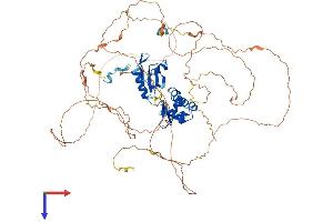 La Ribonucleoprotein Domain Family, Member 4 (LARP4) (AA 1-719) protein (His tag)