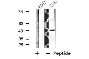 Western blot analysis of extracts from K562 cells, using BAG4 antibody. (BAG4 抗体  (Internal Region))