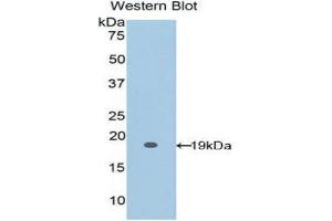 Western Blotting (WB) image for anti-Fibrillin 1 (FBN1) (AA 1475-1638) antibody (ABIN1858828) (Fibrillin 1 抗体  (AA 1475-1638))