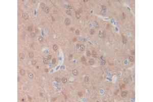 Used in DAB staining on fromalin fixed paraffin- embedded brain tissue (PLSCR4 抗体  (AA 1-299))