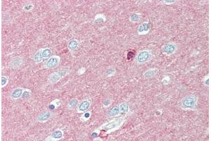Anti-CADM2 antibody  ABIN1100376 IHC staining of human brain, cortex. (CADM2 抗体  (Internal Region))