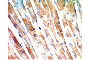 Rat heart tissue was stained by anti-AdipoR2 (374-386) (Human) Antiserum (Adiponectin Receptor 2 抗体  (AA 374-386))