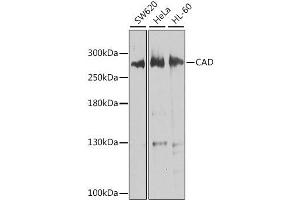 Western blot analysis of extracts of various cell lines, using CAD antibody. (CAD 抗体  (AA 1650-1900))