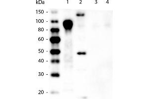 Western Blot of Mouse anti-6xHIS Tag Antibody.