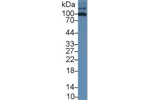 Western Blot; Sample: Human HL60 cell lysate; Primary Ab: 1µg/ml Rabbit Anti-Human ICAM3 Antibody Second Ab: 0.