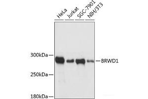 Western blot analysis of extracts of various cell lines using BRWD1 Polyclonal Antibody at dilution of 1:3000. (BRWD1 抗体)