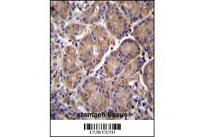 MMRN2 Antibody immunohistochemistry analysis in formalin fixed and paraffin embedded human stomach tissue followed by peroxidase conjugation of the secondary antibody and DAB staining. (MMRN2 抗体  (C-Term))