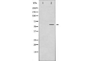 Western blot analysis of IRF-3 phosphorylation expression in Insulin treated HT29 whole cell lysates,The lane on the left is treated with the antigen-specific peptide. (IRF3 抗体  (pSer386))