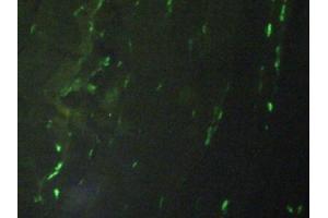 Immunofluorescence (IF) image for anti-Histone 3 (H3) (AA 1-136) antibody (ABIN7439303)