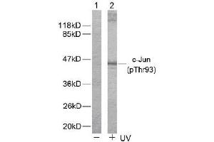 Image no. 2 for anti-Jun Proto-Oncogene (JUN) (pThr93) antibody (ABIN196648)