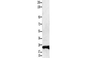 Western Blotting (WB) image for anti-Claudin 1 (CLDN1) antibody (ABIN2431412) (Claudin 1 抗体)