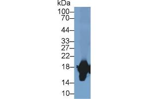 Western Blotting (WB) image for anti-Superoxide Dismutase 1, Soluble (SOD1) (AA 2-153) antibody (APC) (ABIN7436933)