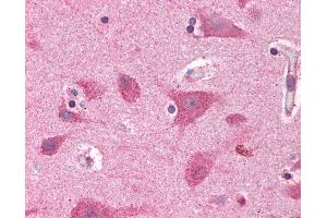 Anti-BRE antibody IHC of human brain, cortex. (BRE 抗体  (AA 9-338))