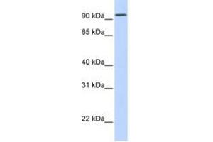 Image no. 1 for anti-Dipeptidyl-Peptidase 6 (DPP6) (AA 720-769) antibody (ABIN6743338) (DPP6 抗体  (AA 720-769))