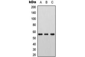 Western blot analysis of LAT2 expression in HEK293T (A), Raw264. (LAT2 抗体  (Center))