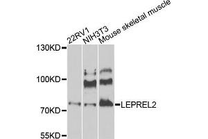 Western blot analysis of extracts of various cells, using LEPREL2 antibody. (LEPREL2 抗体)