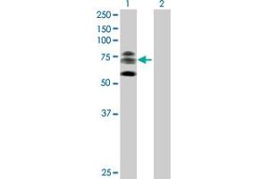 Western Blot analysis of KIF22 expression in transfected 293T cell line by KIF22 MaxPab polyclonal antibody. (KIF22 抗体  (AA 1-665))
