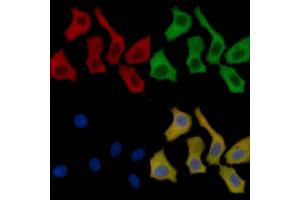 MLK3 Mouse Monoclonal Antibody staining HepG2 cells by IF/ICC. (MAP3K11 抗体  (Internal Region))