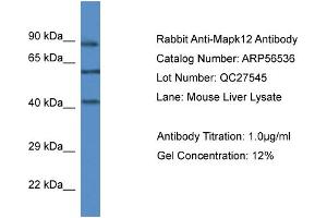 Western Blotting (WB) image for anti-Mitogen-Activated Protein Kinase 12 (MAPK12) (C-Term) antibody (ABIN785817) (MAPK12 抗体  (C-Term))