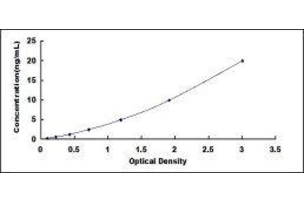 ODC1 ELISA 试剂盒