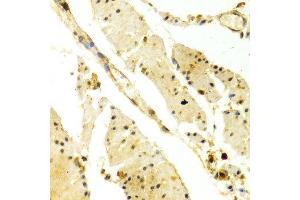 Immunohistochemistry (IHC) image for anti-Protein Kinase, AMP-Activated, alpha 1 Catalytic Subunit (PRKAA1) (AA 1-300) antibody (ABIN3021788)