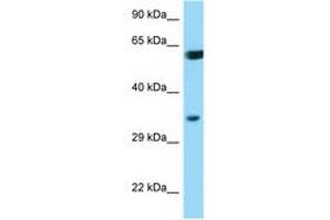 Image no. 1 for anti-BCL2-Associated Athanogene (BAG1) (AA 112-161) antibody (ABIN6749782) (BAG1 抗体  (AA 112-161))