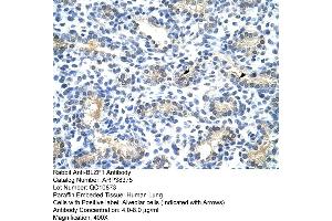 Human Lung (BLZF1 抗体  (N-Term))