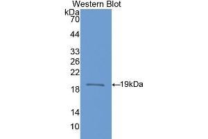 Western Blotting (WB) image for anti-Nitric Oxide Synthase 1, Neuronal (NOS1) (AA 468-616) antibody (ABIN1860025) (NOS1 抗体  (AA 468-616))