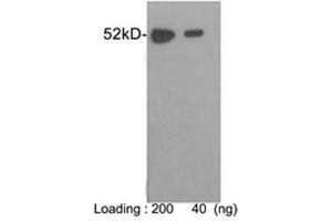 Western blot analysis of E-tag fusion protein using 1 µg/mL Rabbit Anti-E-tag Polyclonal Antibody (ABIN398457) The signal was developed with One-Step WesternTM Complete Kit (Rabbit) (ABIN491509) (E Tag 抗体)