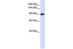 Image no. 1 for anti-DNA repair and recombination protein RAD54B (RAD54B) (N-Term) antibody (ABIN6740489) (RAD54B 抗体  (N-Term))