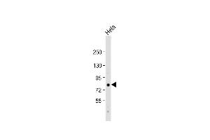 Western Blotting (WB) image for anti-Eukaryotic Translation Initiation Factor 4B (EIF4B) (AA 546-575), (C-Term) antibody (ABIN6242301)