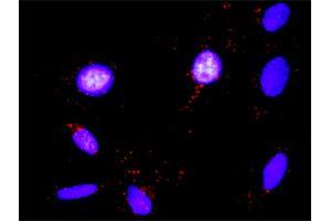 Proximity Ligation Analysis of protein-protein interactions between FASLG and FYN. (FASL 抗体  (AA 1-281))