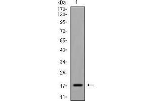 Western Blotting (WB) image for anti-Eukaryotic Translation Initiation Factor 5A (EIF5A) (AA 1-154) antibody (ABIN5542611)