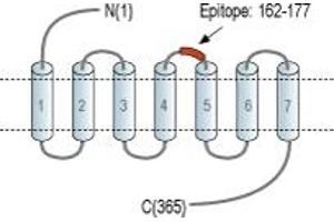 anti-G Protein-Coupled Receptor 4 (GPR4) (2nd Extracellular Loop), (AA 162-177) antibody (FITC)