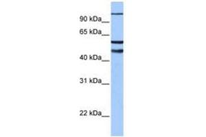 Image no. 1 for anti-Enhancer of Zeste Homolog 1 (EZH1) (AA 180-229) antibody (ABIN6742448) (EZH1 抗体  (AA 180-229))