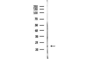 anti-Leukemia Inhibitory Factor (LIF) (N-Term) antibody