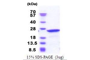 Neuronal Calcium Sensor 1 (NCS1) (AA 1-190) protein (His tag)